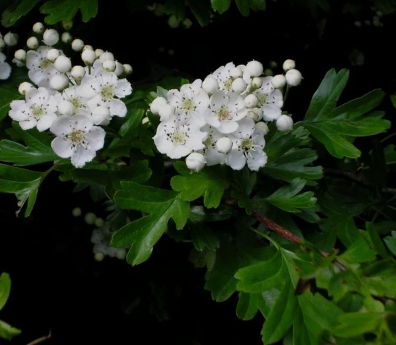 Paducel Paul's Scarlet Cu Flori Rosi