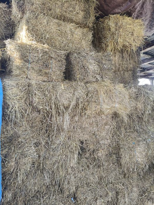 Vând baloți lucerna