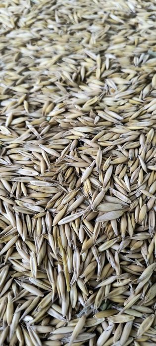 Porumb și grâu productie 2025