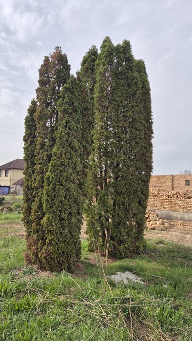 Продам живую ёлку