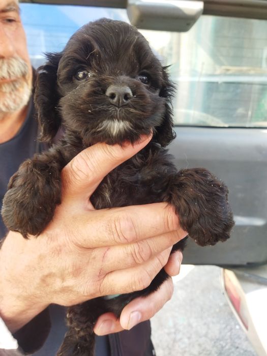 Продам мини кокер спаниель