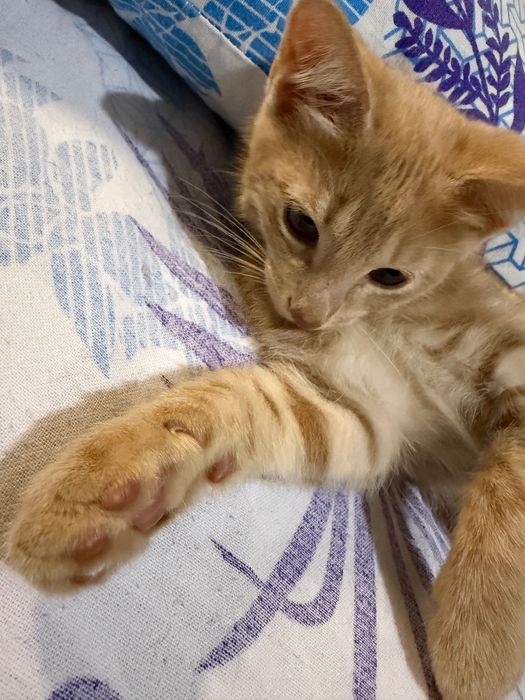Котенок в добрые руки