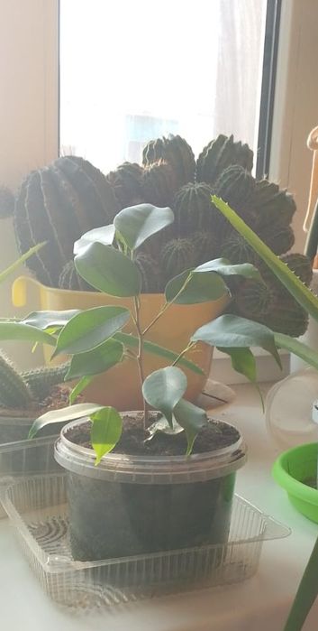 Комнатные растения