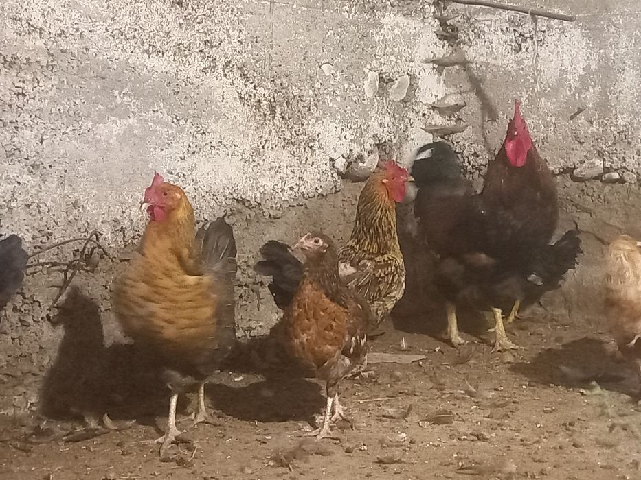 Продам курей кучинсктх
