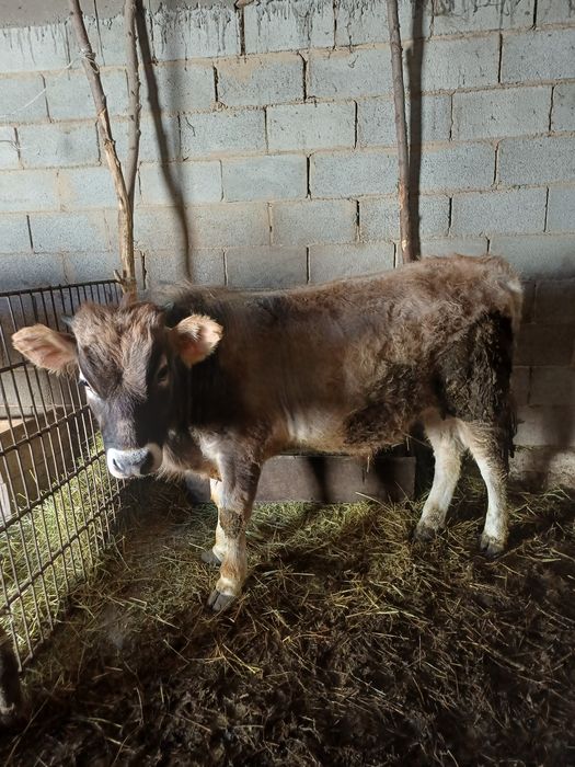 Бычок бука 10айлык