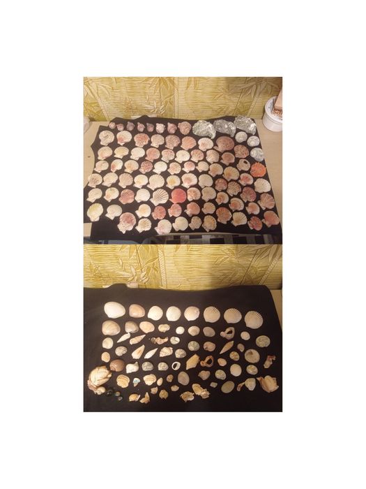 Ракушки с разных морей