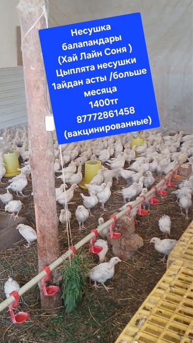 Продаются цыплята бройлера