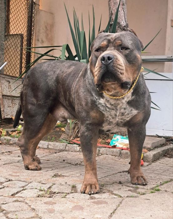 Американско були ХЛ/American Bully XL