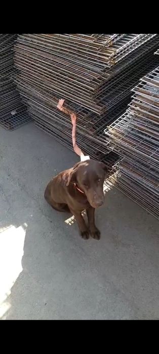 Продам Лабрадора