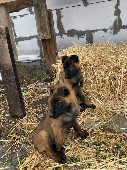 бельгийская овчарка