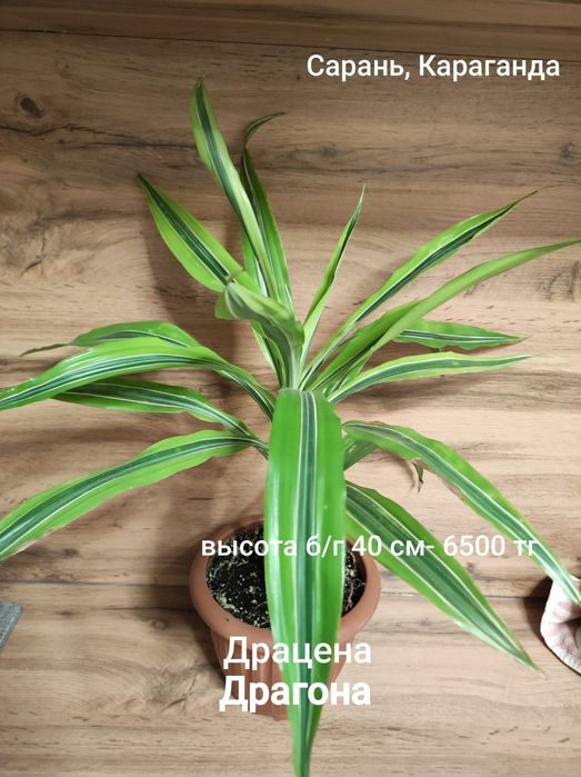 Драцена, Диффенбахия
