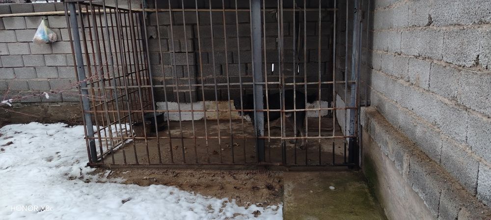 Алабай ұясымен бирге сатылады