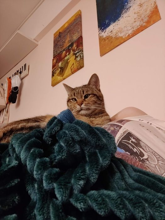 Ищем новую семью для кошки.