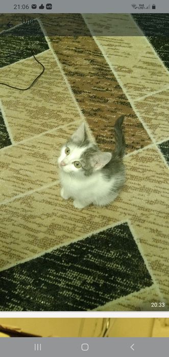 Ищем дом для домашней кошечки