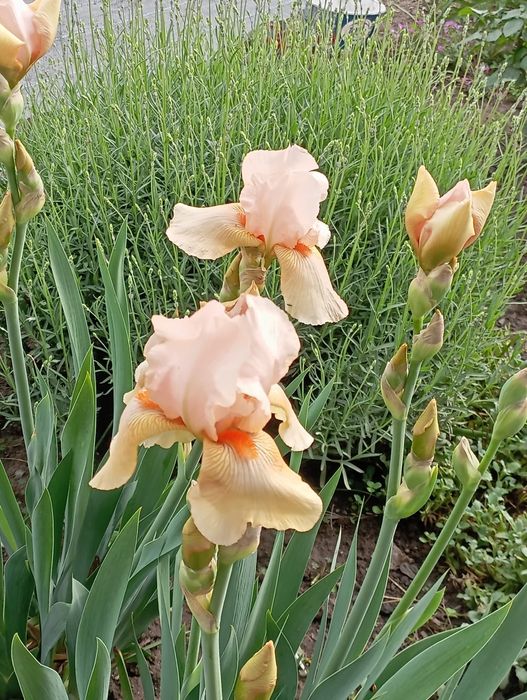 Продам клубни цветов.