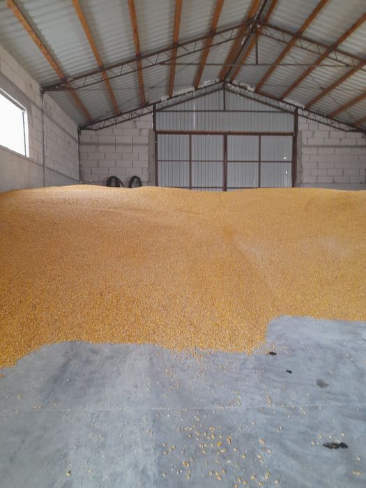 Porumb boabe producție 2025