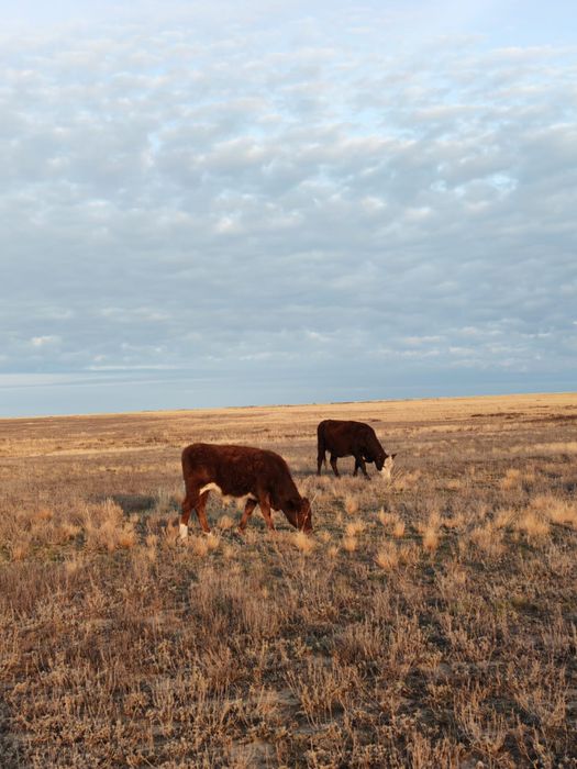 Подсос бұзаулар сатылады