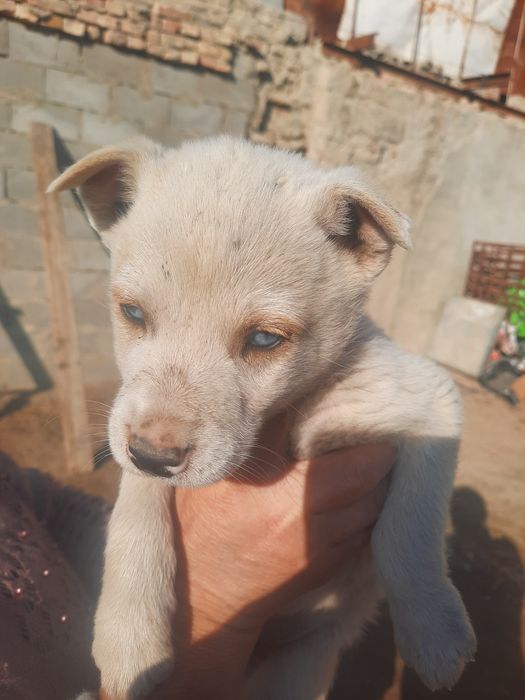 Zotdor xaski it bolalari sotiladi