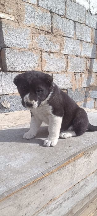 Продаются щенки Төбета