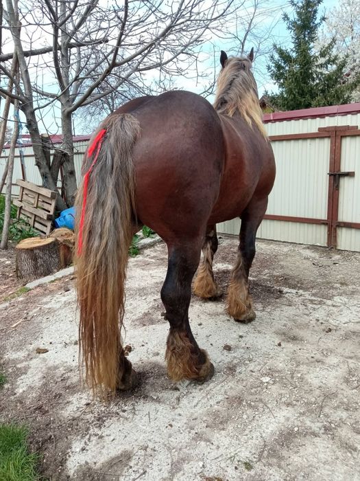 De vînzare harmăsar de 5 ani cu pașaport curat la picioare cuminte tot ce vrei la el