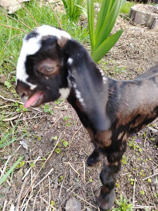 Козочки Нубийские