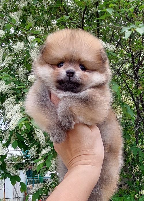 Померанский шпиц