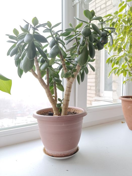 Денежное дерево, трехствольное!!!