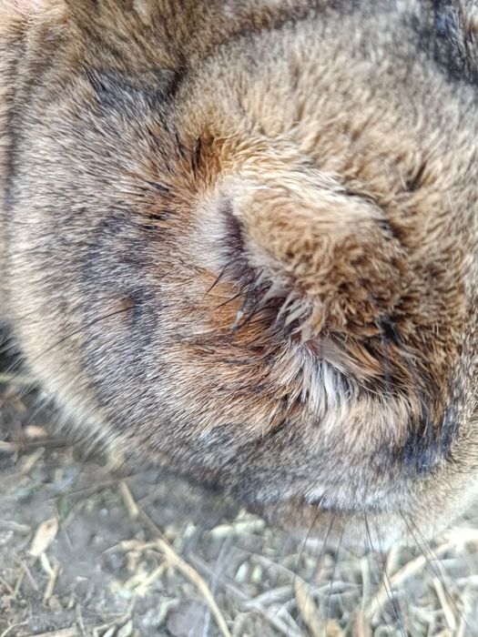 Vând mascul belgian