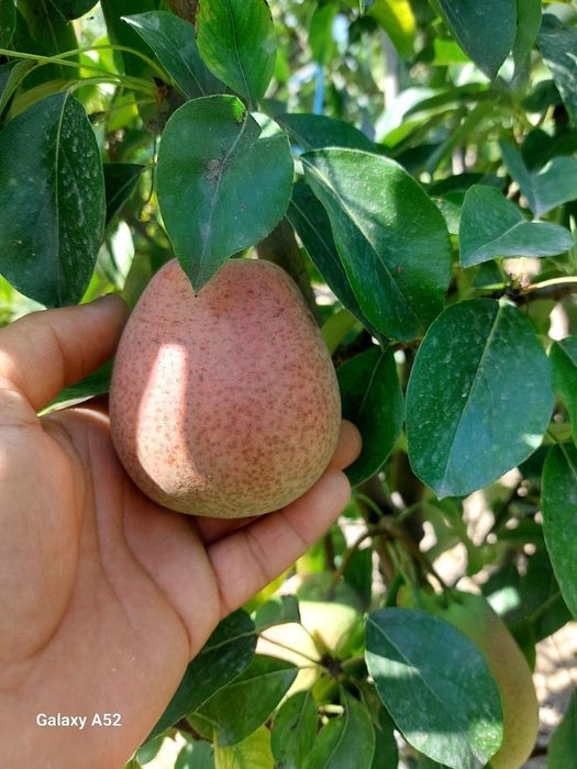 NOK НОК Koʻchaatlari sotuvda sortiga kafolat beramiz