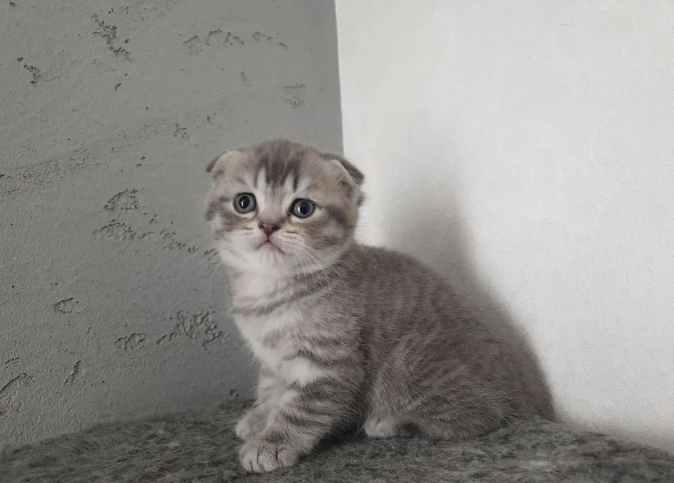 Вислоухие Шотландские котята