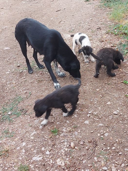 Подарявам кученца