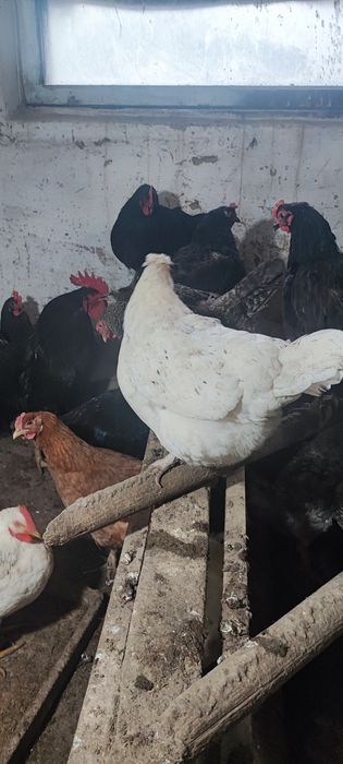 Куры Амрокс Германия молоды