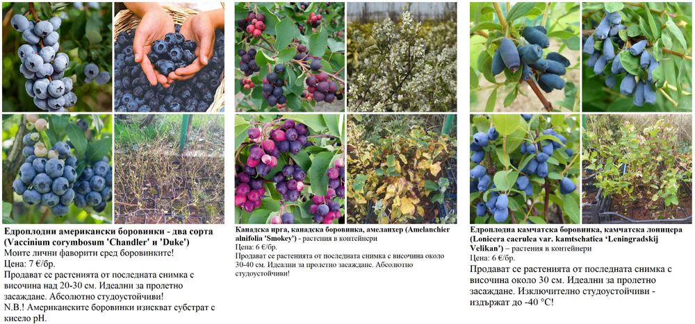 Плодни храсти в контейнери