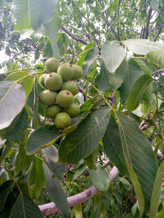 Samarqand karlik oq magʻiz yongʻoq