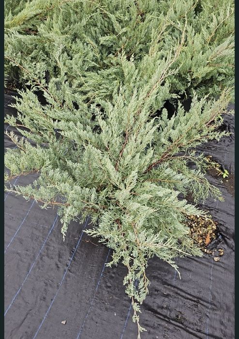 Vand plante ornamentale , maslini maturi de o înalta calitate