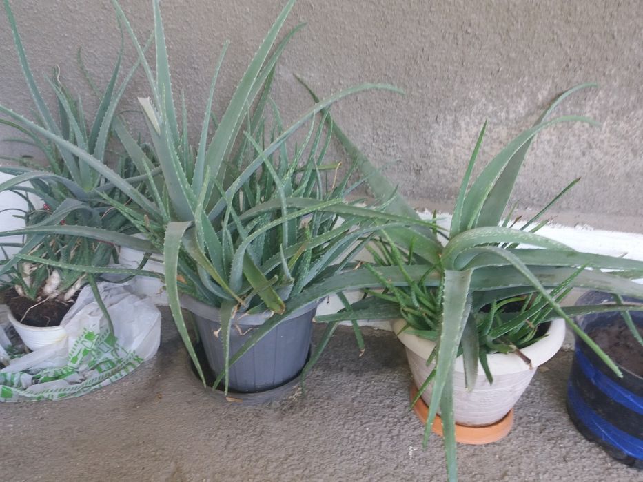 Продам алоэ вера