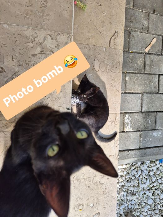 Pui pisică pentru adopție responsabilă (7 săptămâni - Ploiești/București/Ilfov)