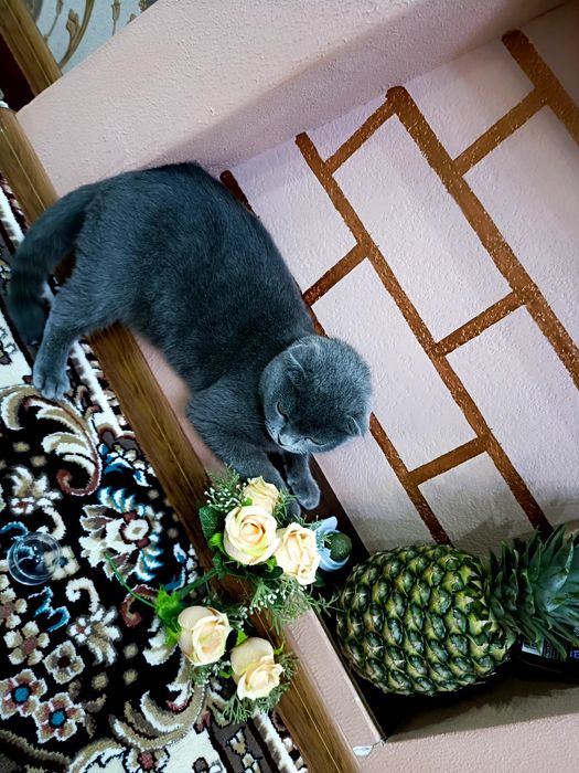 Britanskiy mushuk sotiladi