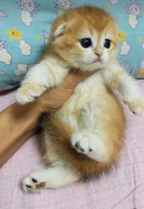 Золотые шиншилята