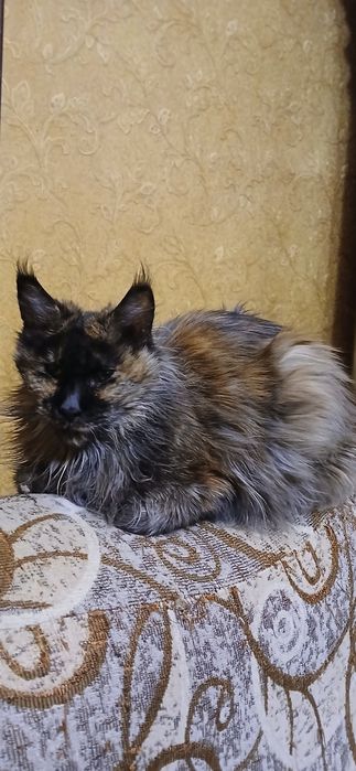 Мейнкун продаётся