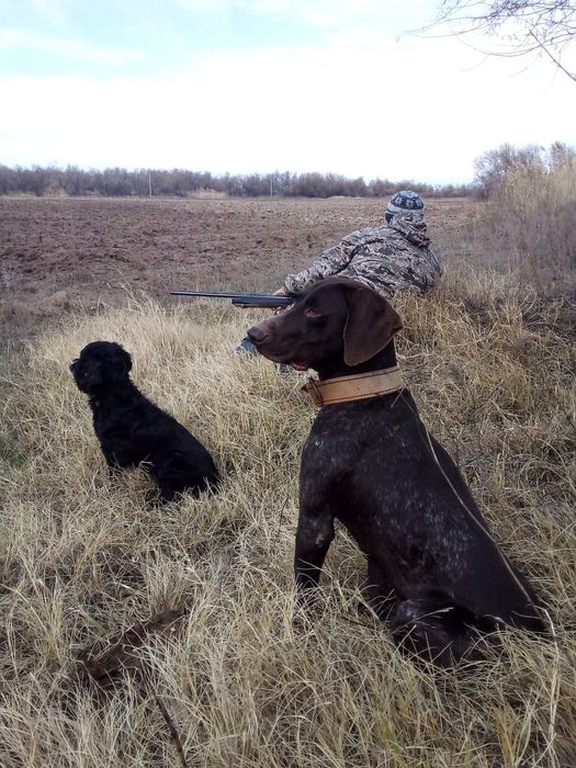 Курцхар кабель на вязку.