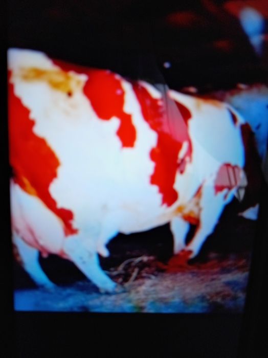 Vind vacă de 6 ani foarte frumoasă