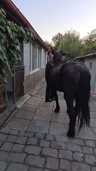 Vând mânză de 2 ani