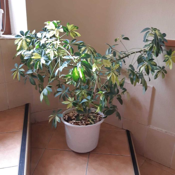 Продам растение шеффлера