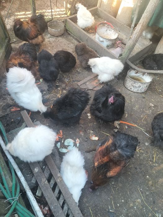 Vând cocoși mătase japoneza