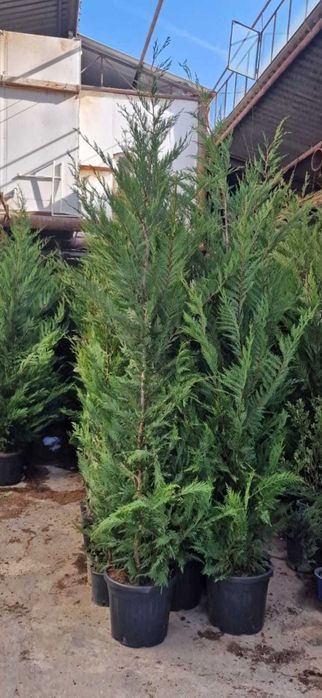 Plante ornamentala leilandi toamna