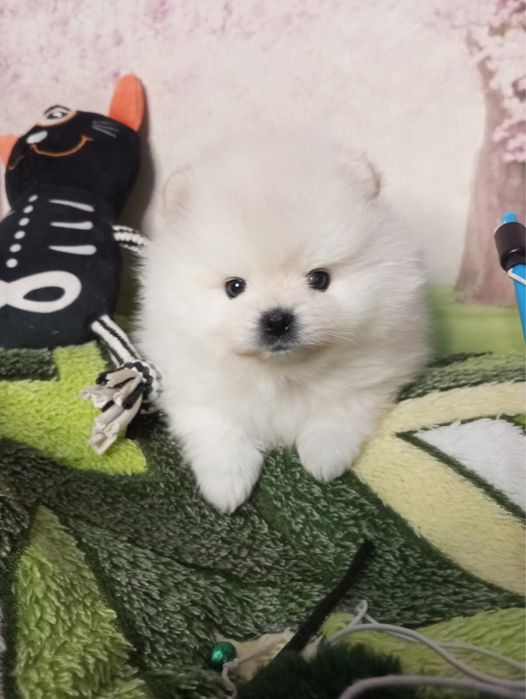 Щенки померанского шпитца