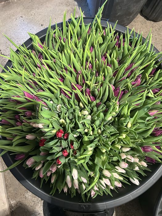 Голландские , Местные , Тепличные тюльпаны