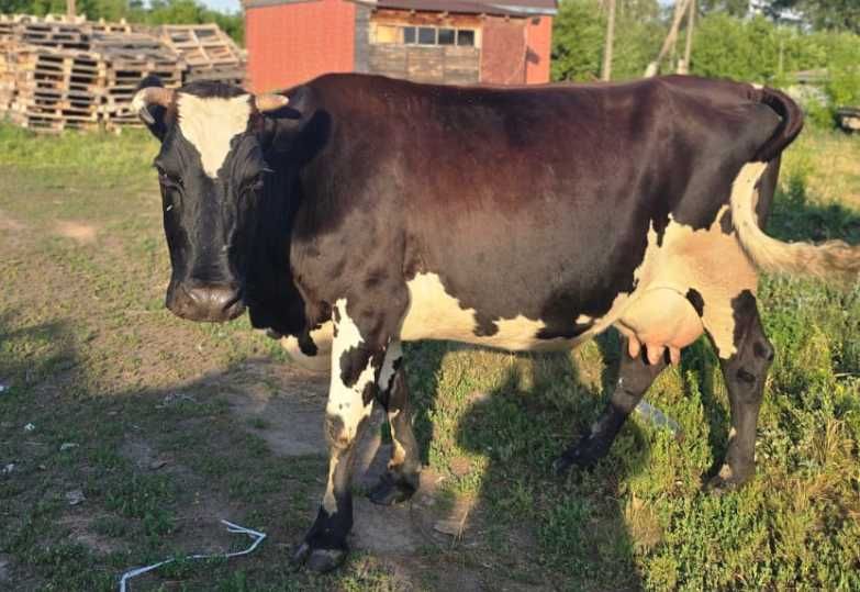 Продам молочную корову