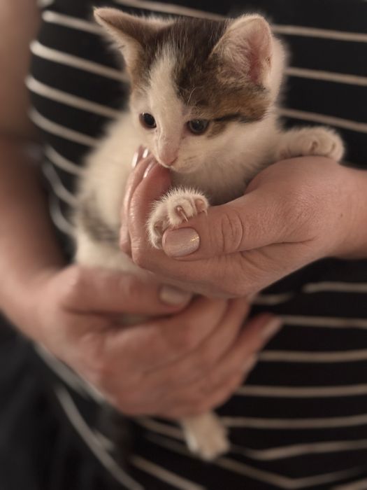 Отдам котят в добрые руки!